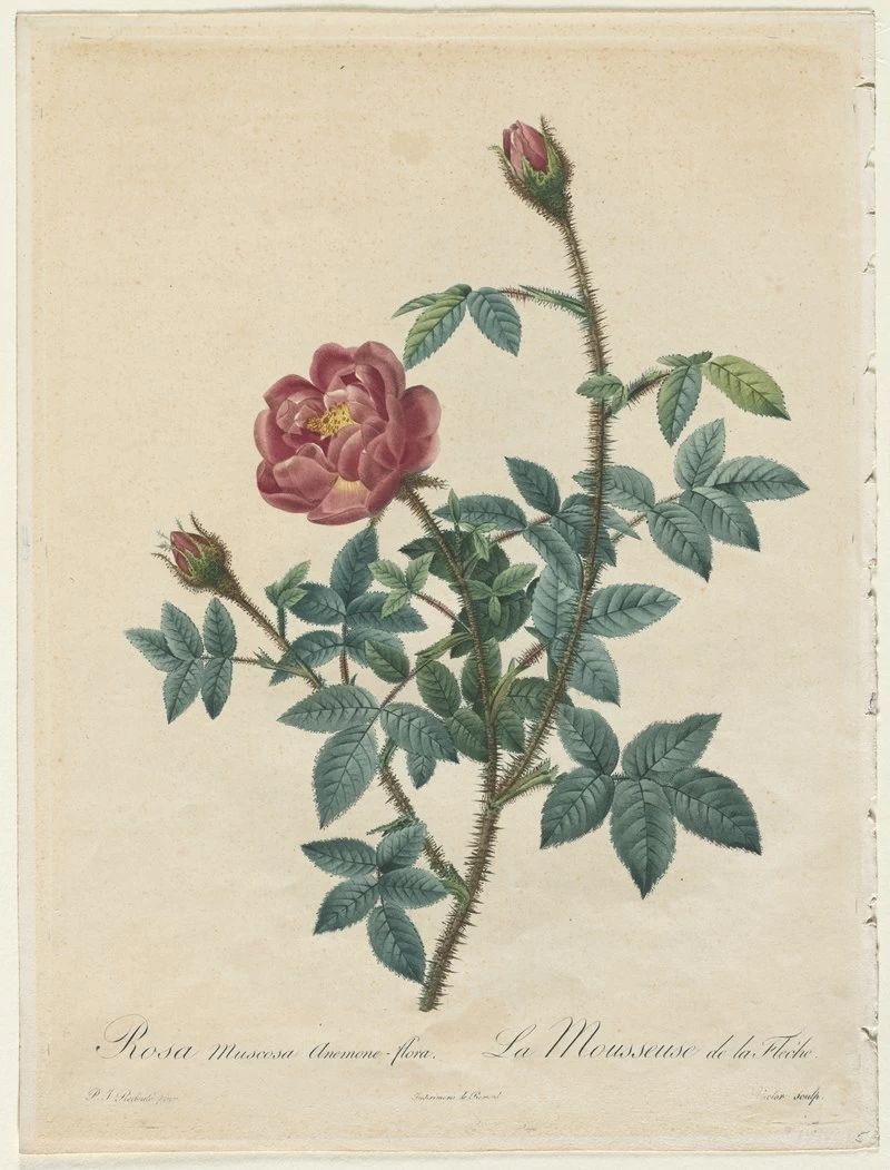 Moss Rose - Cleveland Museum of Art.jpg